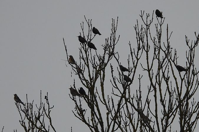 szpak  - Justyna Krawczyk