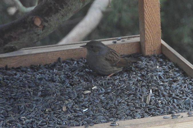 pokrzywnica  - Justyna Krawczyk