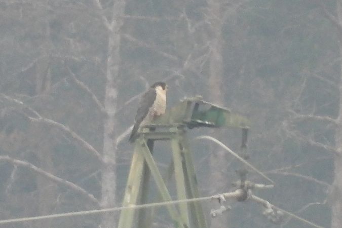 sokół wędrowny  - Justyna Krawczyk