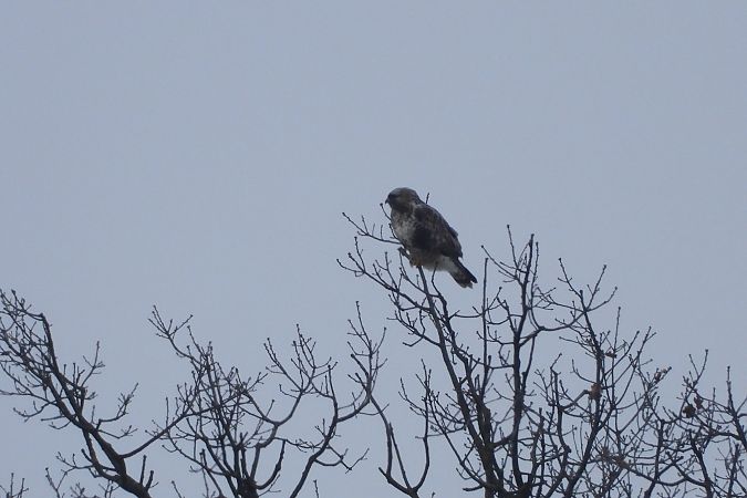 myszołów włochaty  - Justyna Krawczyk