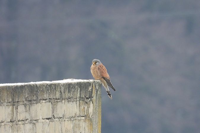 pustułka  - Justyna Krawczyk