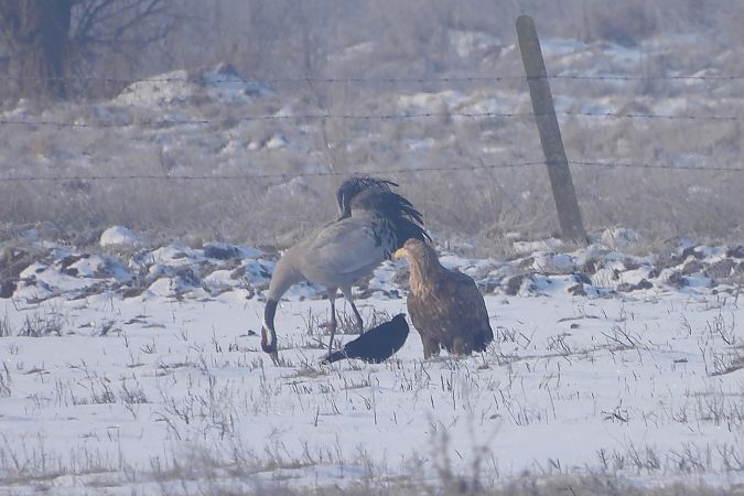 bielik  - Justyna Krawczyk