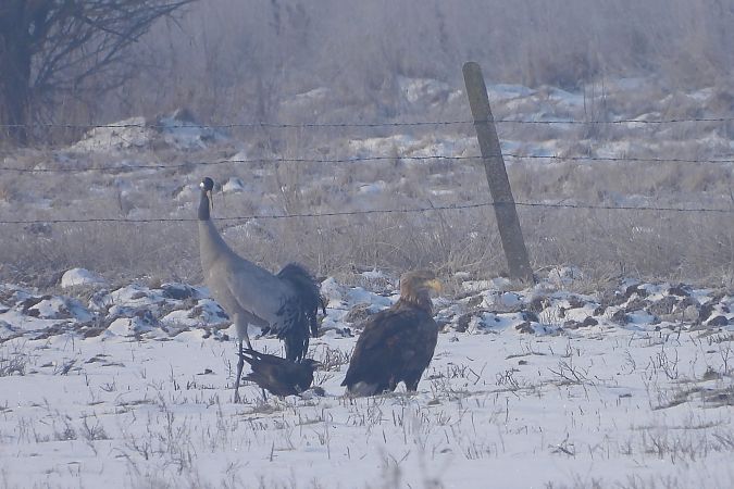 Seeadler  - Justyna Krawczyk
