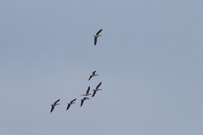 gęgawa  - Justyna Krawczyk