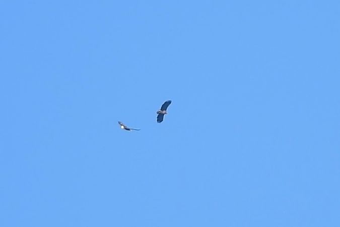 Seeadler  - Justyna Krawczyk