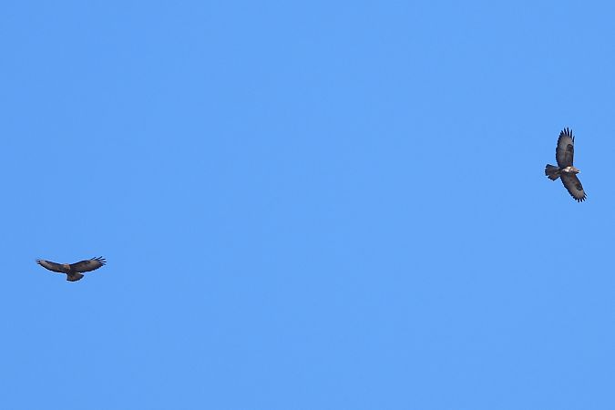 Mäusebussard  - Justyna Krawczyk