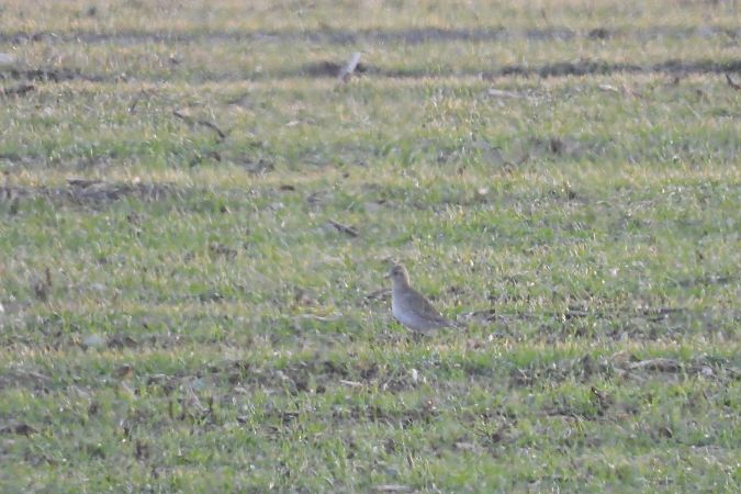 Goldregenpfeifer  - Justyna Krawczyk