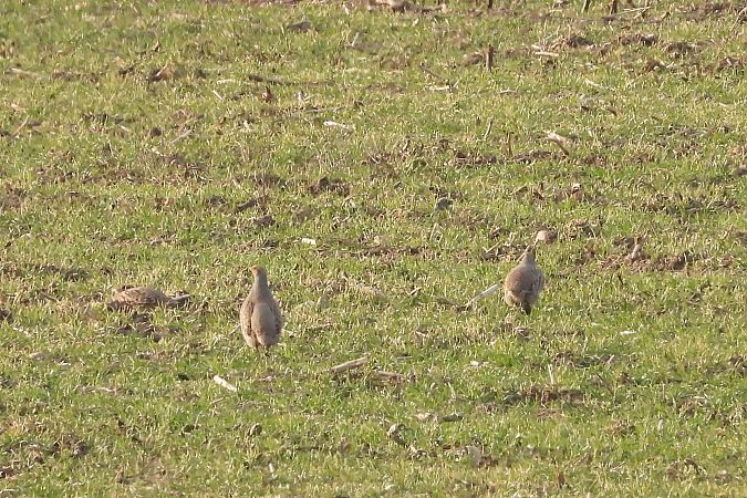 Rebhuhn  - Justyna Krawczyk