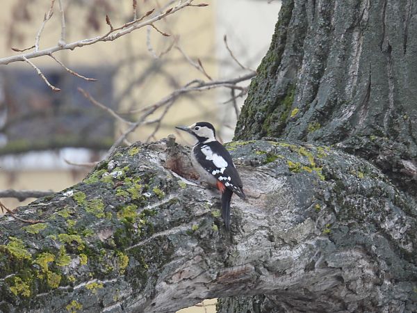 dzięcioł białoszyi 