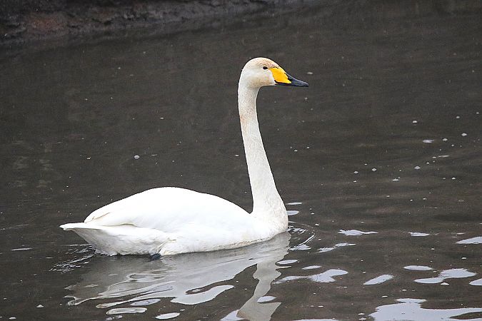 łabędź krzykliwy  - Marcin Kuźma