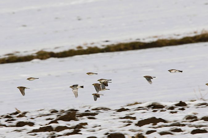 górniczek  - Marcin Kuźma