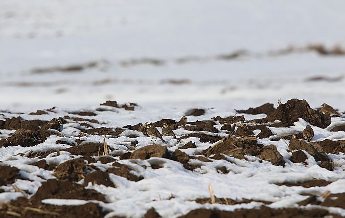 górniczek  - Marcin Kuźma