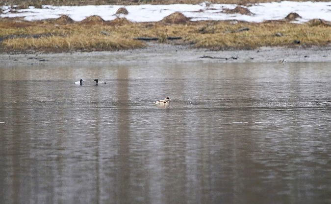 Kolbenente  - Marcin Kuźma