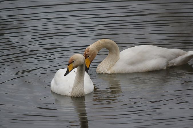 Singschwan  - Marcin Kuźma