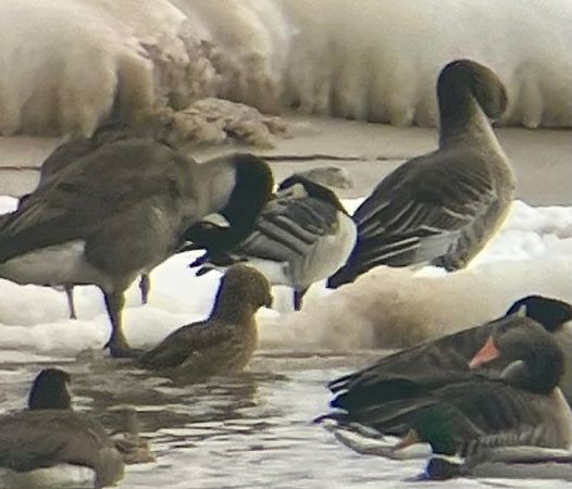 Weisswangengans  - Krzysztof Lis