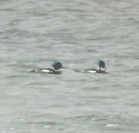 szlachar  - Krzysztof Lis