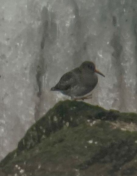 Meerstrandläufer  - Krzysztof Lis