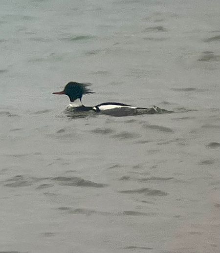 Mittelsäger  - Krzysztof Lis