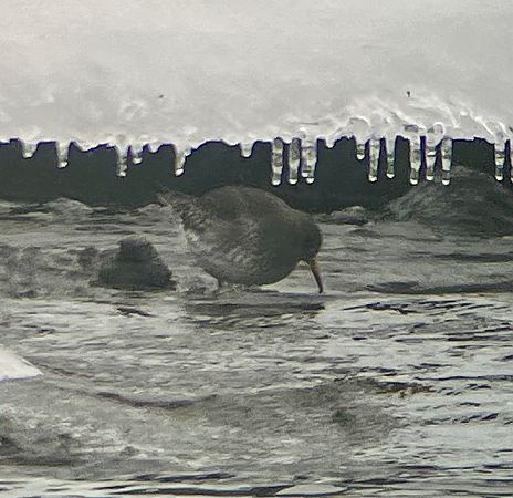 Bécasseau violet  - Krzysztof Lis