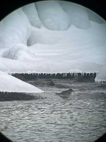 Bécasseau violet  - Krzysztof Lis