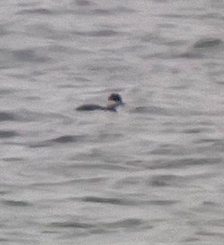 perkoz rogaty  - Krzysztof Lis