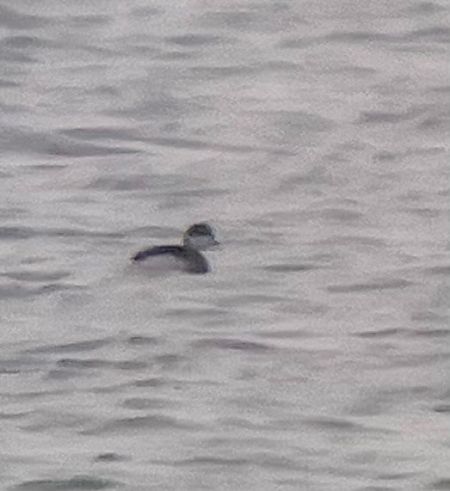 Grèbe esclavon  - Krzysztof Lis