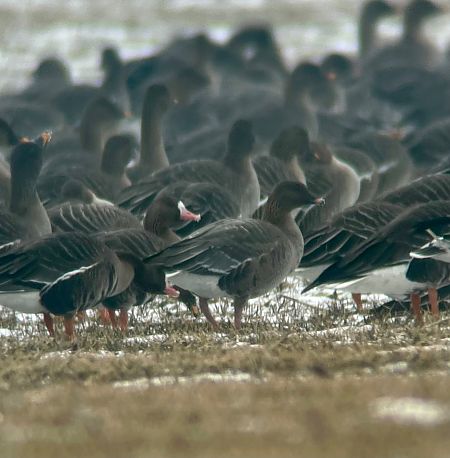 gęś krótkodzioba  - Krzysztof Lis