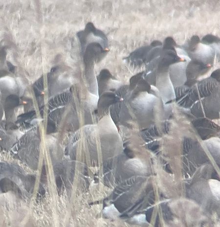 gęś krótkodzioba  - Krzysztof Lis