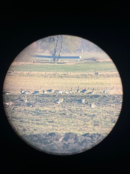 bernikla białolica  - Krzysztof Lis