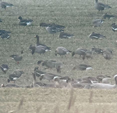 gęś krótkodzioba  - Krzysztof Lis