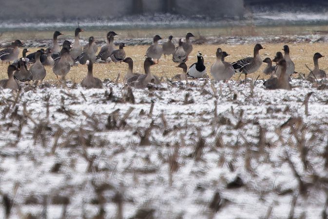 Weisswangengans  - Tadeusz Marcinkowski