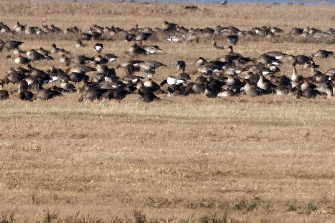 bernikla białolica  - Tadeusz Marcinkowski