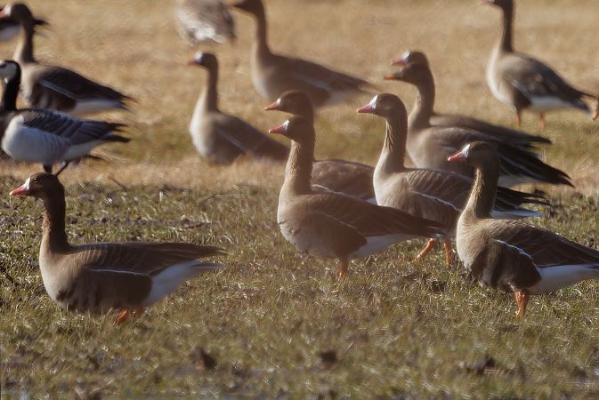bernikla białolica  - Tadeusz Marcinkowski