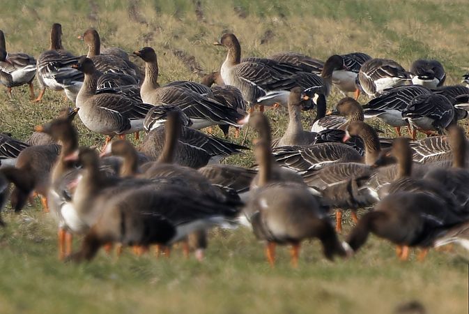 bernikla białolica  - Tadeusz Marcinkowski