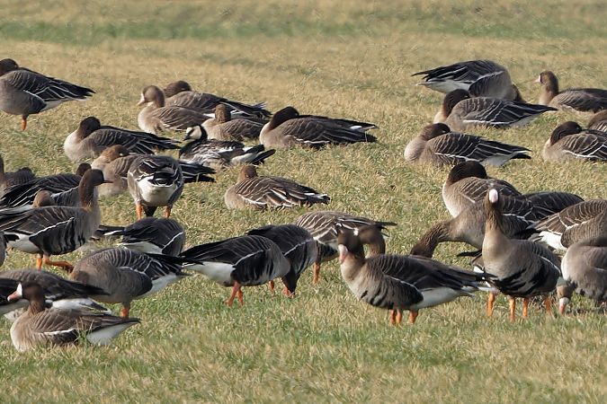 bernikla białolica  - Tadeusz Marcinkowski