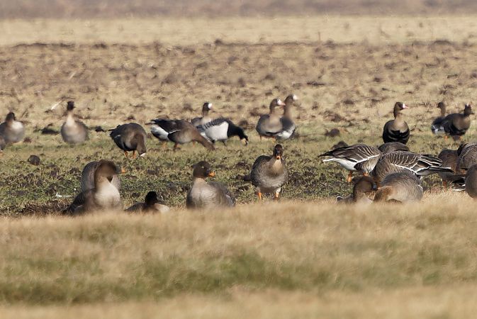 bernikla białolica  - Tadeusz Marcinkowski
