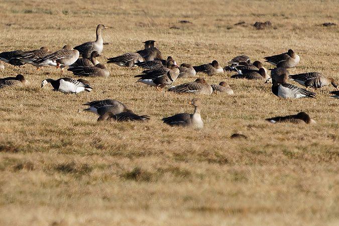 Weisswangengans  - Tadeusz Marcinkowski