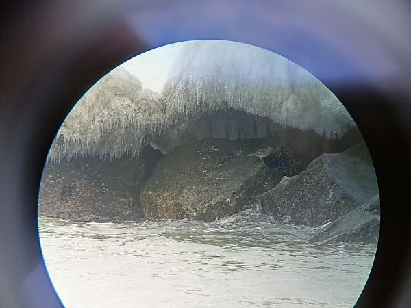 biegus morski  - Paweł Ksit