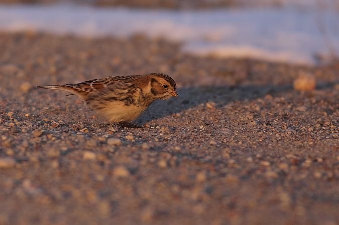 poświerka  - Bernard Stachurski