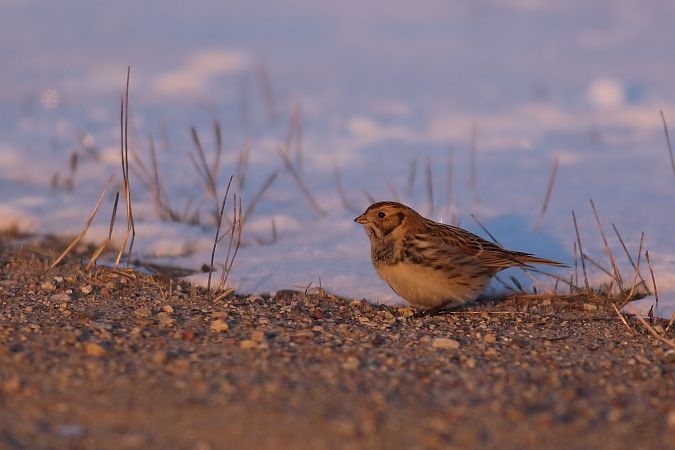 poświerka  - Bernard Stachurski