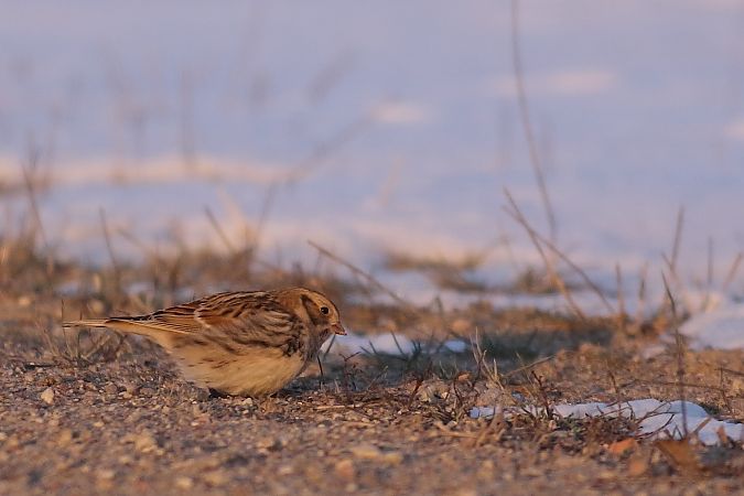 poświerka  - Bernard Stachurski