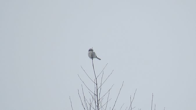 srokosz  - Adam Ciosek