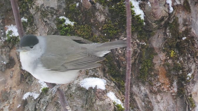 kapturka  - Adam Ciosek