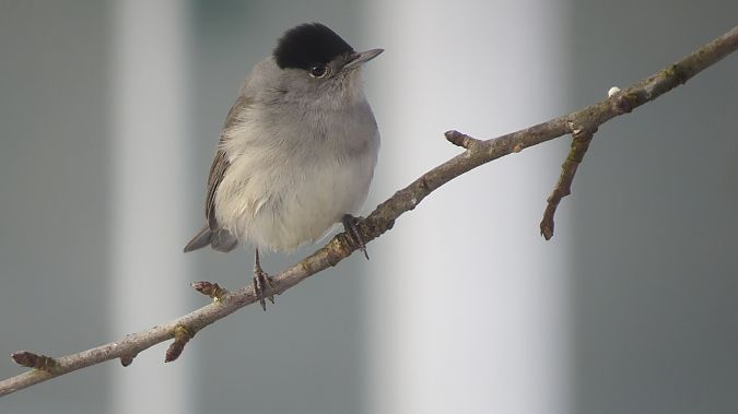 kapturka  - Adam Ciosek