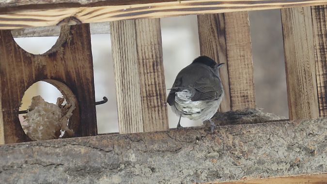 Mönchsgrasmücke  - Adam Ciosek