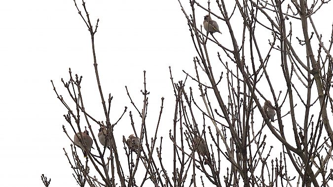 Seidenschwanz  - Adam Ciosek