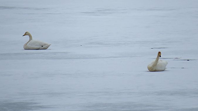 łabędź krzykliwy  - Adam Ciosek