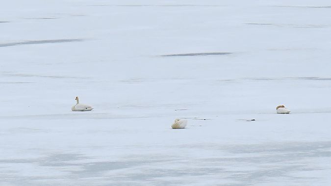 łabędź krzykliwy  - Adam Ciosek