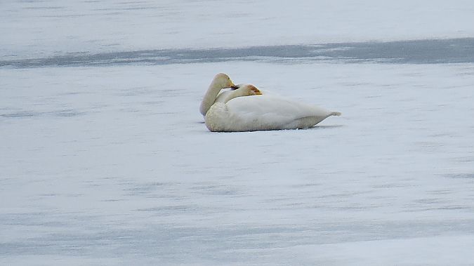 Singschwan  - Adam Ciosek