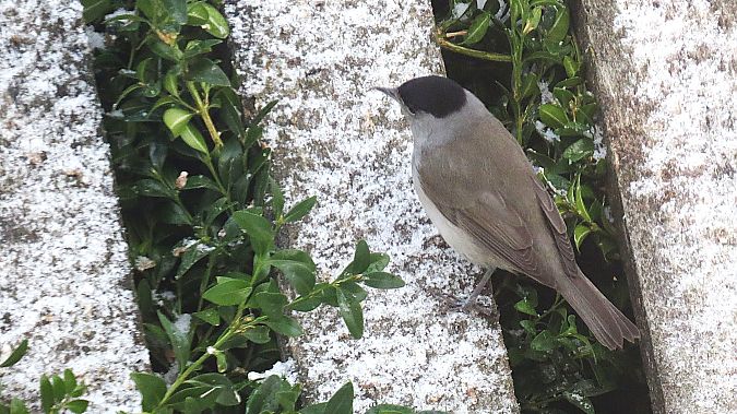 kapturka  - Adam Ciosek